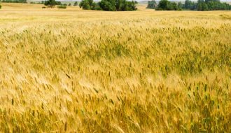 Nhu cầu thu mua  lúa mạch của các nước khác ở Trung Quốc tăng mạnh