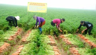 Tìm hiểu về phương pháp trồng Cà rốt đúng chuẩn VietGAP