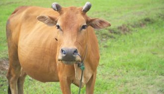 5 kinh nghiệm quý giá khi nuôi bò sinh sản mà có thể bạn không biết