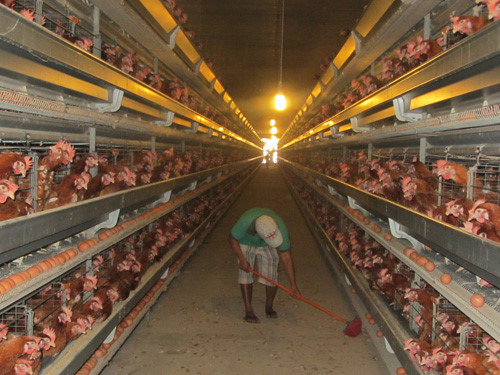 Áp dụng công nghệ chuồng lạnh trong chăn nuôi gà