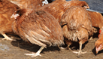 Bệnh cầu trùng ở gà: Biện pháp phòng và điệu trị dứt điểm nhanh nhất