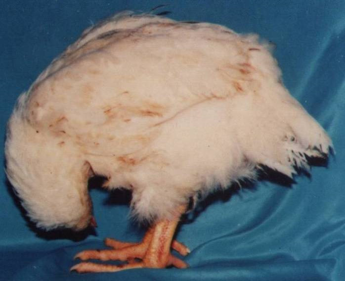 Bệnh cầu trùng ở gà