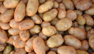 Bệnh ghẻ vi khuẩn xuất hiện ở khoai tây