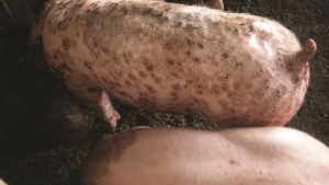 Bệnh ngoại ký sinh trùng ở lợn