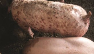 Bệnh ngoại ký sinh trùng ở lợn: Cách phòng và điều trị tốt nhất