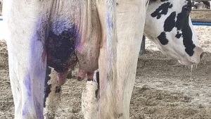 Bệnh viêm vú ở bò sữa