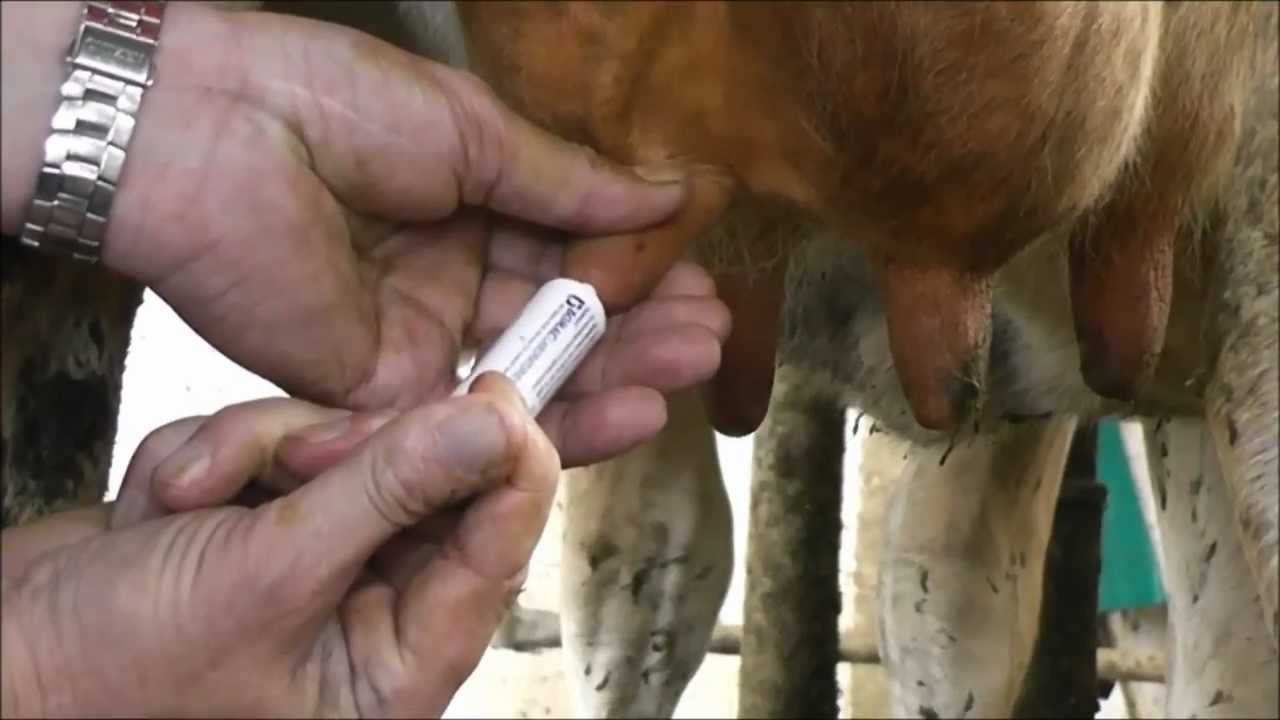 Bệnh viêm vú ở bò sữa