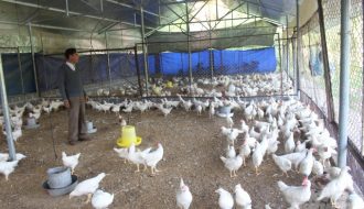 Cách chăn nuôi gà sạch đem lại thu nhập cao cho người dân Hoàng Su Phì