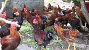 Cách chăn nuôi gà thịt đem lại kinh tế cao