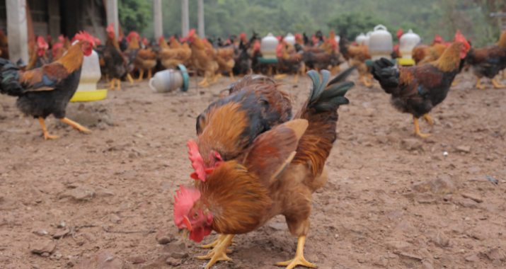 Cách chăn nuôi gà thịt đem lại kinh tế cao