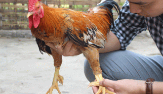 Cách nuôi gà chín cựa hiệu quả kinh tế cao