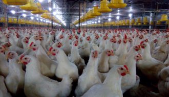 Cách nuôi gà công nghiệp mang lại hiệu quả kinh tế cao nhất