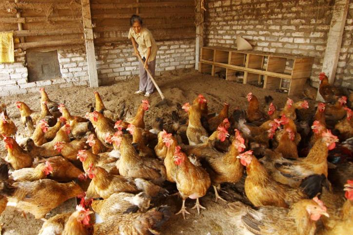 Cách nuôi gà công nghiệp mang lại hiệu quả kinh tế cao nhất