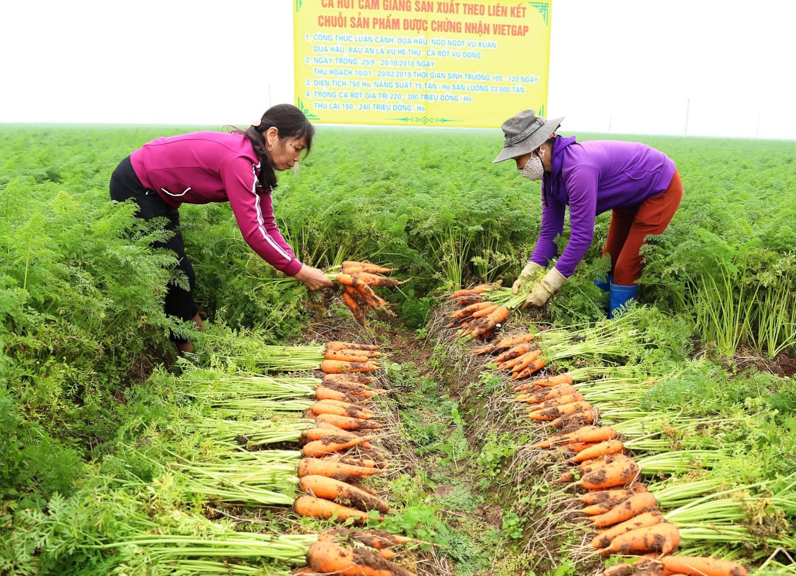 Phương pháp trồng Cà rốt
