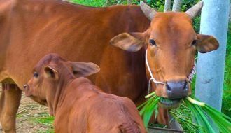 Chăm sóc bò cái trước và sau sinh sản thế nào để bò khỏe mạnh ?