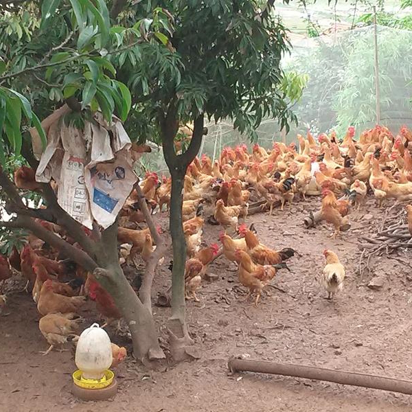 Chia sẻ cách chăn nuôi gà ri lai hiệu quả