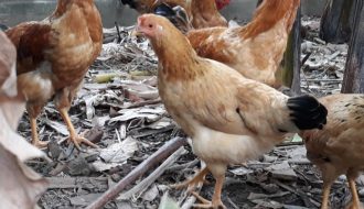 Chia sẻ cách chăn nuôi gà ri lai hiệu quả