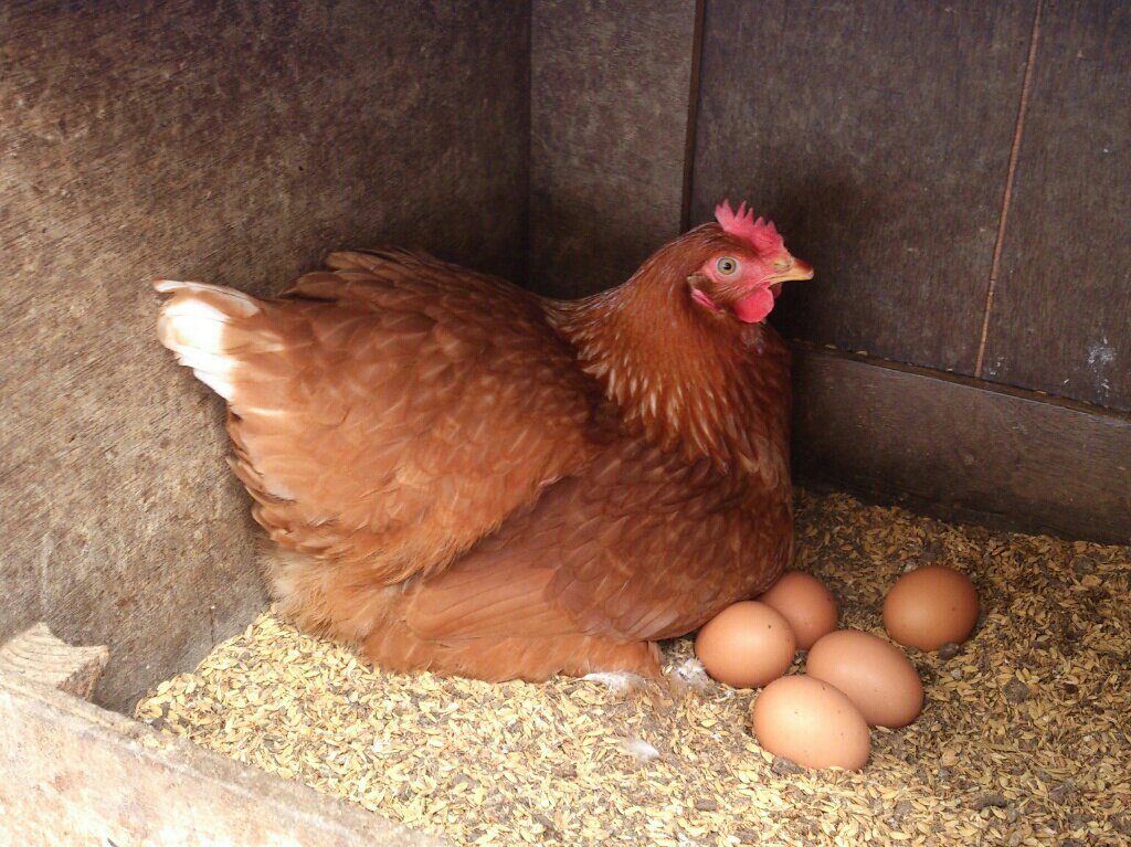 Chia sẻ kỹ thuật chăn nuôi gà đẻ trứng nhiều