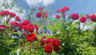 Chia sẻ phương pháp trồng hoa hồng cho hoa đúng dịp Tết