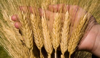Kiến thức cơ bản về cây lúa mì