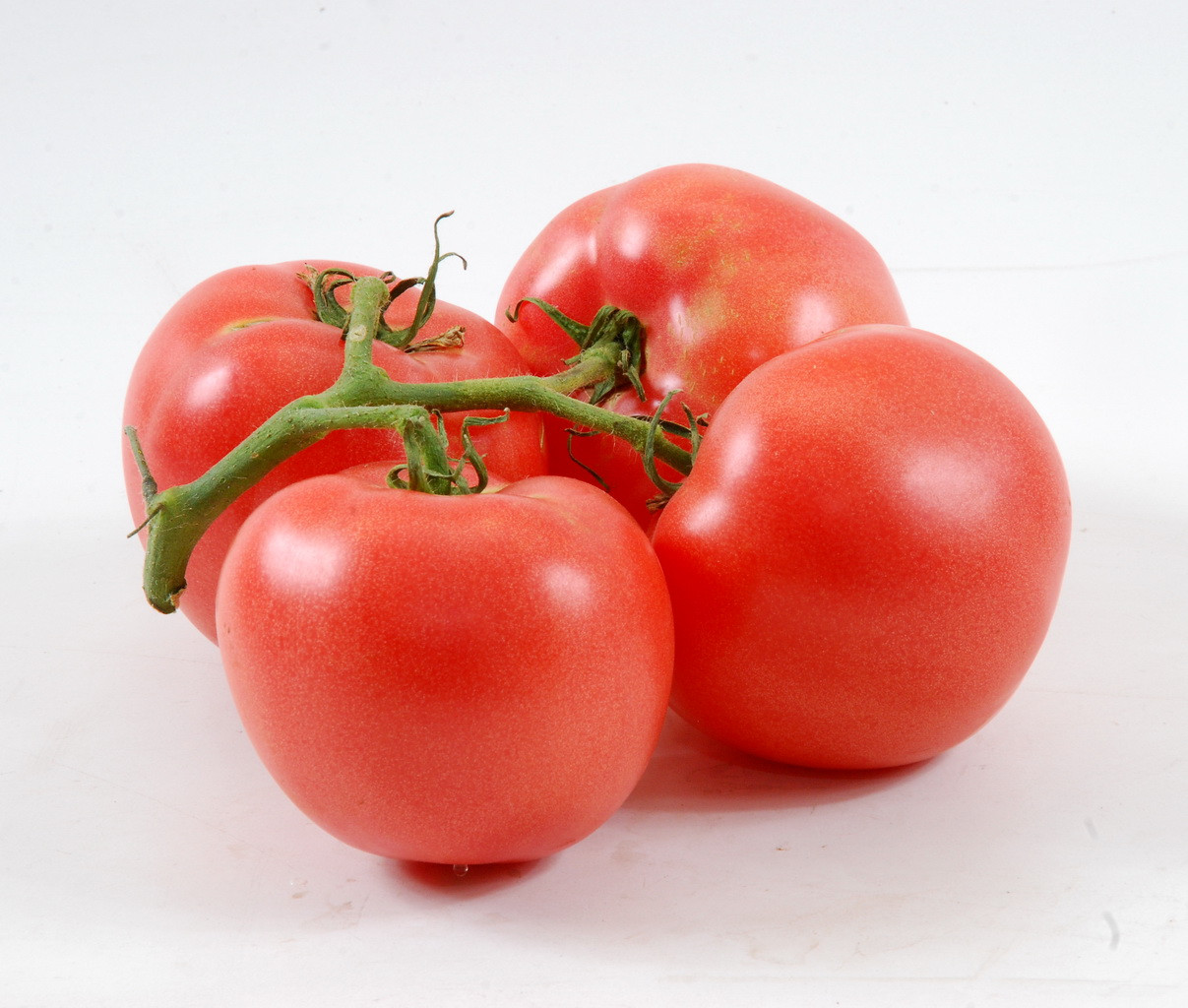 trồng cà chua trong nhà kính