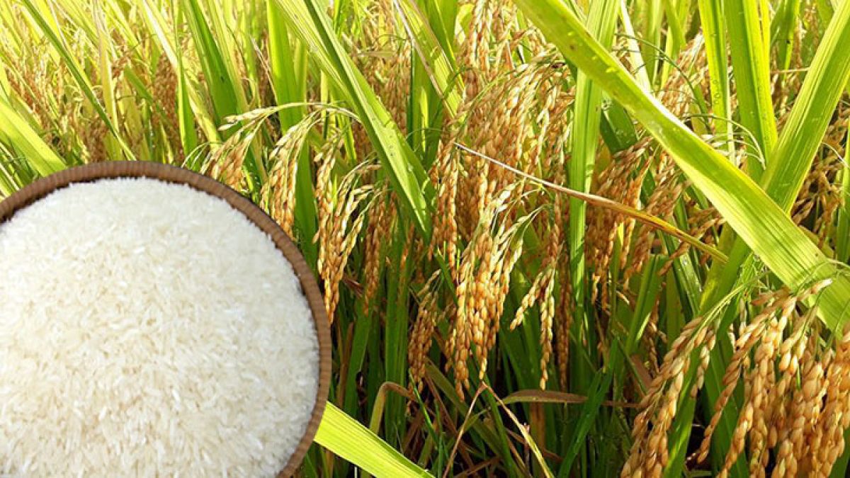 giá gạo tại châu á tăng mạnh