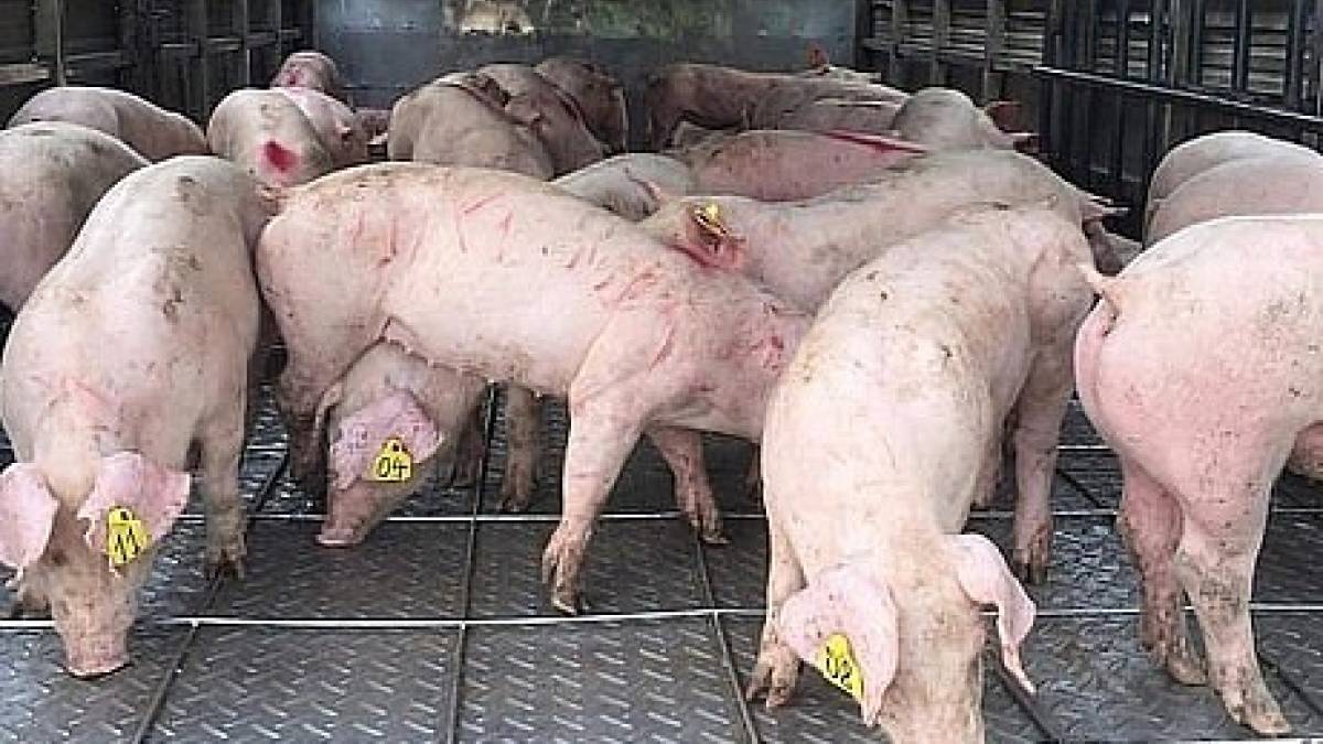 Bệnh tiêu chảy cấp ở lợn
