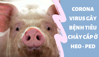 Giải pháp giúp phòng tránh và điều trị hiệu quả bệnh tiêu chảy cấp ở lợn