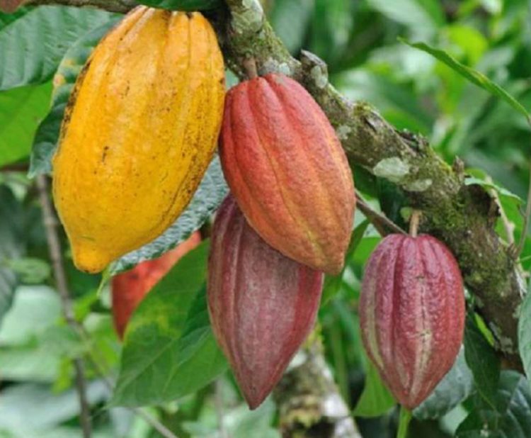 Cây cacao