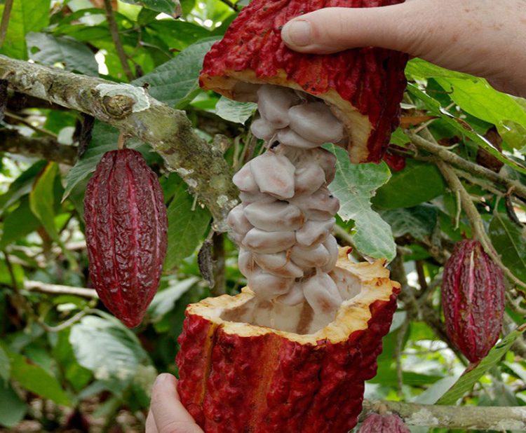 Quả cacao