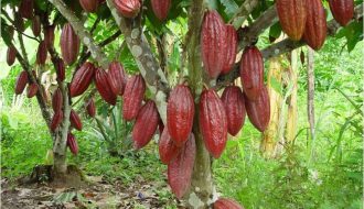 Tổng quan về lịch sử và nguồn gốc của cây cacao