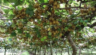 Giới thiệu về nguồn gốc và đặc điểm của cây kiwi