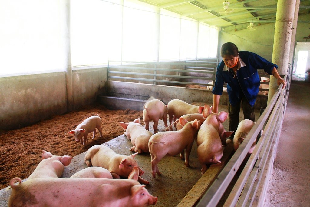 hiệu quả từ mô hình nuôi lợn an toàn sinh học