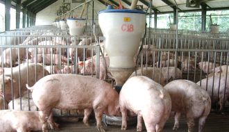 Hưng Yên: Câu chuyện tái sinh lại đàn lợn nái sau dịch bệnh hoành hành