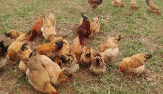  Hướng dẫn cách chăn nuôi và chăm sóc gà ta thả vườn