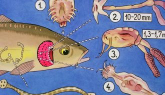 Hướng dẫn điều trị một số bệnh do kí sinh trùng trên cá
