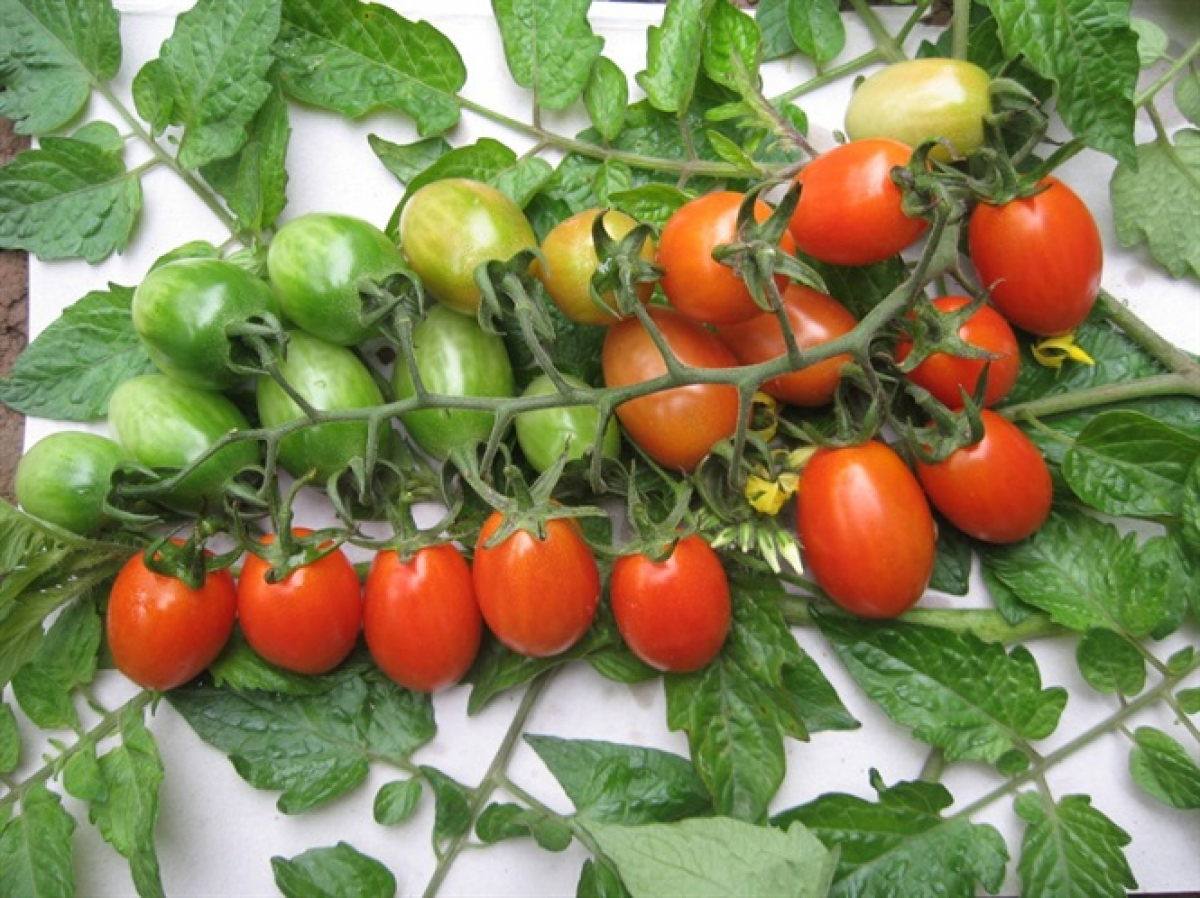 Cà chua càng chín cây lâu thì càng trở nên rất đầy đặn