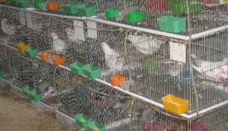 Kỹ thuật chăn nuôi: Cách phòng và trị bệnh cầu trùng cho chim bồ câu