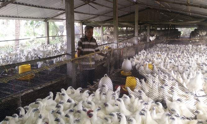Kỹ thuật chăn nuôi gà ác đem lại hiệu quả kinh tế cao