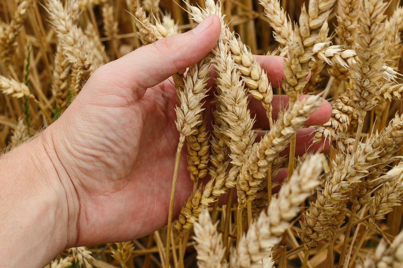 giá lúa mì có tăng?