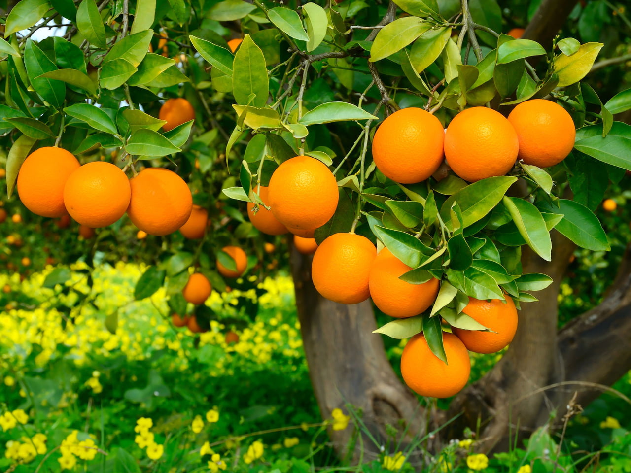 Phương pháp trồng cam