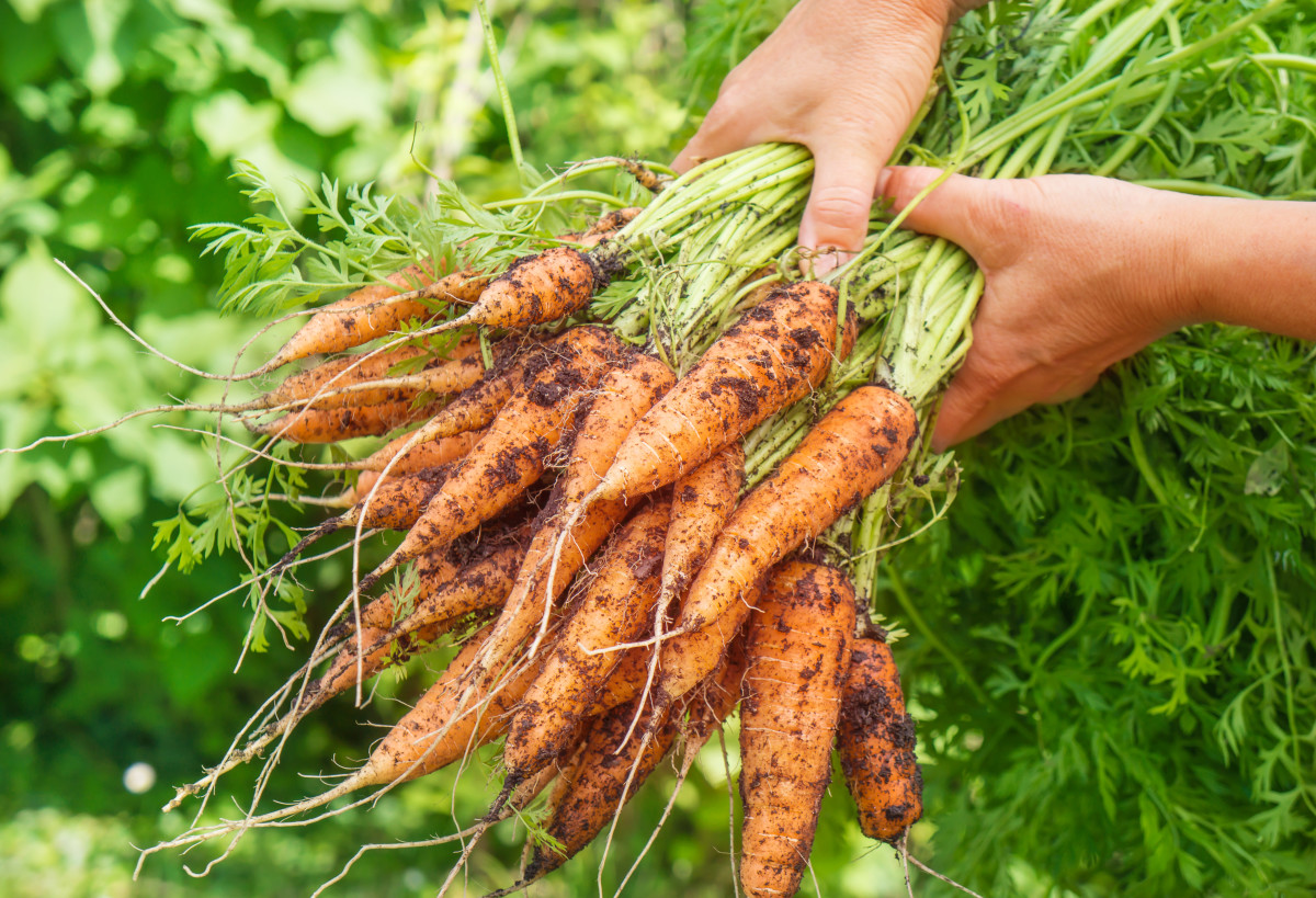 Phương pháp trồng Cà rốt