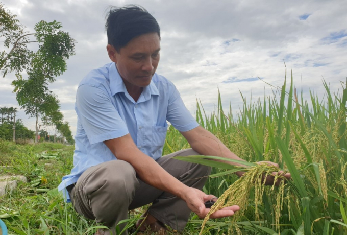 Đặc sản lúa hữu cơ được sản xuất thành công tại Hà Tĩnh
