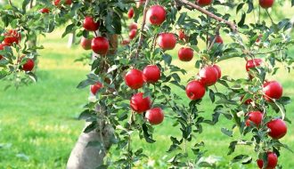 Giới thiệu về nguồn gốc đặc điểm và những giống táo tây ngon trên thế giới