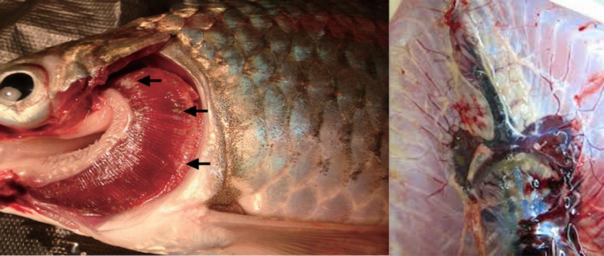Phần mang cá nhợt nhạt, có dấu hiệu của bệnh