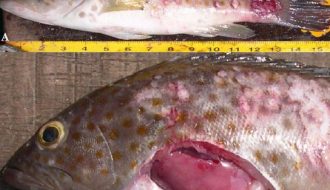 Phòng ngừa bệnh Vibrios hiệu quả trên cá mú nuôi thương phẩm