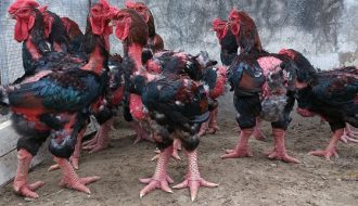 Phương pháp chăn nuôi gà Đông Tảo hiệu quả, kinh tế cao
