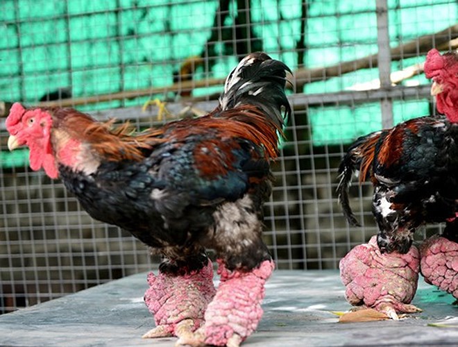 Phương pháp chăn nuôi gà Đông Tảo hiệu quả, kinh tế cao