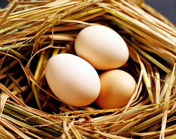 Phương pháp chăn nuôi giúp gà sinh sản đẻ nhiều trứng