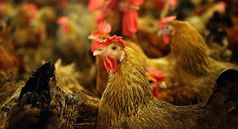 Phương pháp nuôi gà tam hoàng đạt được sản lượng trứng, thịt cao